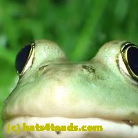 /home//u458753944/public_html/sourcegallery//Frogs/More bullfrogs/P6020105.JPG